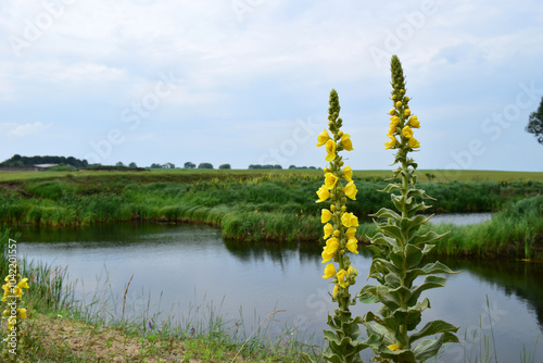 Tall Verbascum thapsus plants, commonly known as common mullein, with bright yellow flower spikes blooming. medicinal plant. amidst lush greenery, in a tranquil forest, near the lake. summer day photo