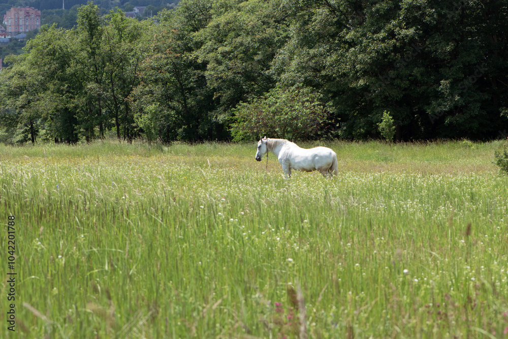 Fototapeta premium horse on green grass in the field. Arabian horse, white horse stands in an agriculture field with juicy grass in sunny weather. strong, hardy and fast animal. grazing in the meadow. beauty of nature