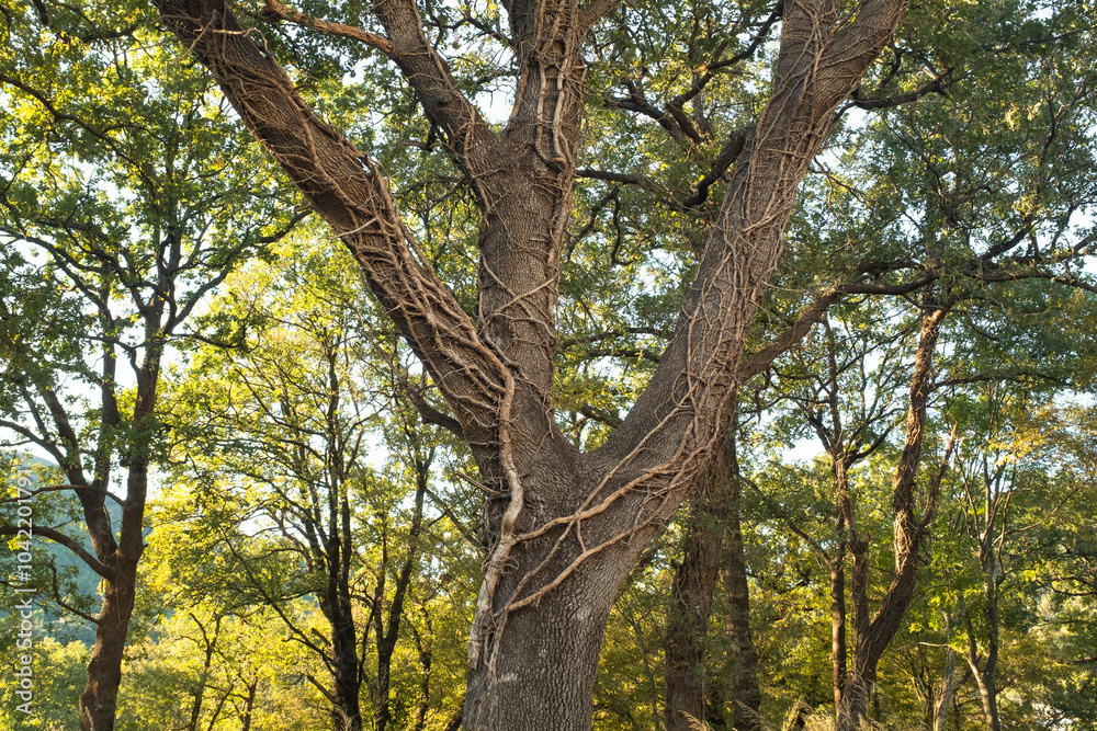 Large Tree with twisting branches of a parasitic ivy plant in a Sunlit Forest for themes of natural landscapes, geology, and outdoor exploration. High quality photography Large Tree with twisting branches of a parasitic ivy plant in a Sunlit Forest for themes of natural landscapes, geology, and outdoor exploration. High quality photography