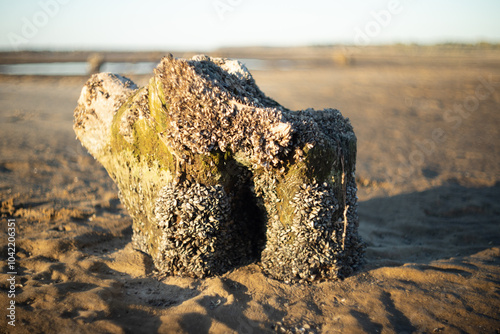 The shoreline after the tide receded revealed bottles, cans, and shells scattered on the stumps of trees. photo