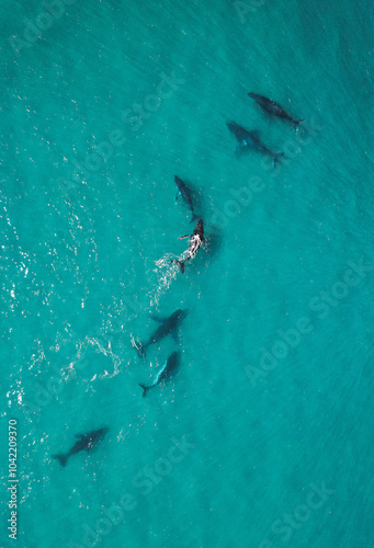 Incredible aerial picture of a large group of humpback whales swimming together. 7 whales at the surface, one breathing in the middle. Beautiful Exmouth gulf in Western Australia. 