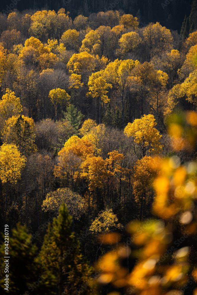 Fototapeta premium Autumn in Redbridge Northern Ontario