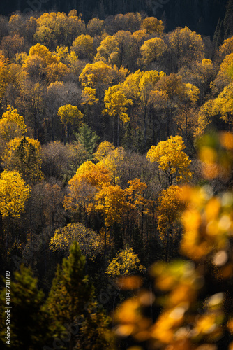 Autumn in Redbridge Northern Ontario