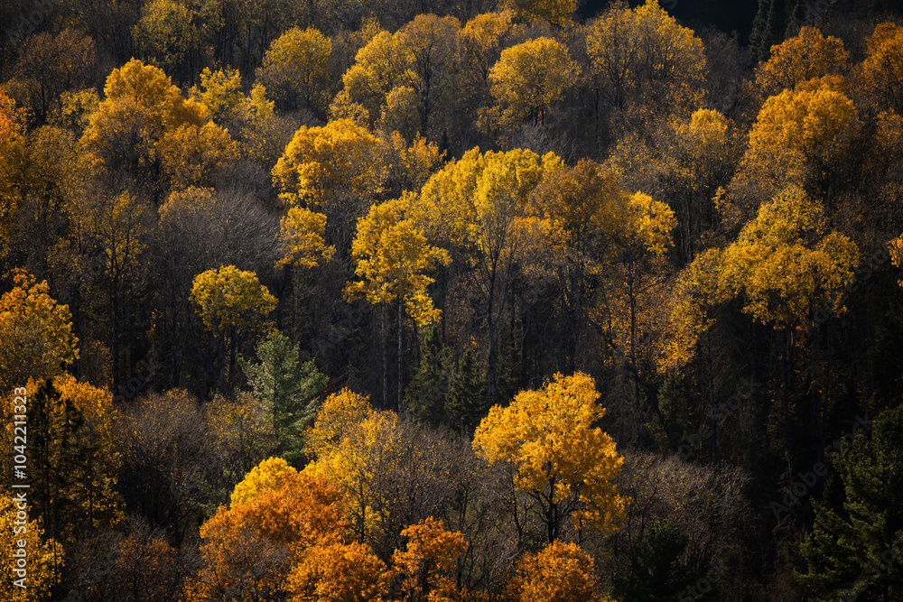Fototapeta premium Autumn in Redbridge Northern Ontario