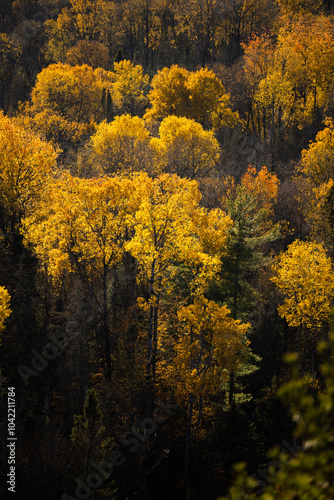 Autumn in Redbridge Northern Ontario