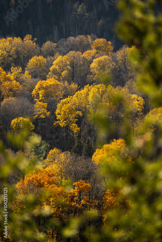Autumn in Redbridge Northern Ontario photo