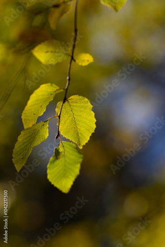 Colorful autumn leaves of trees in the park close-up, colorful background