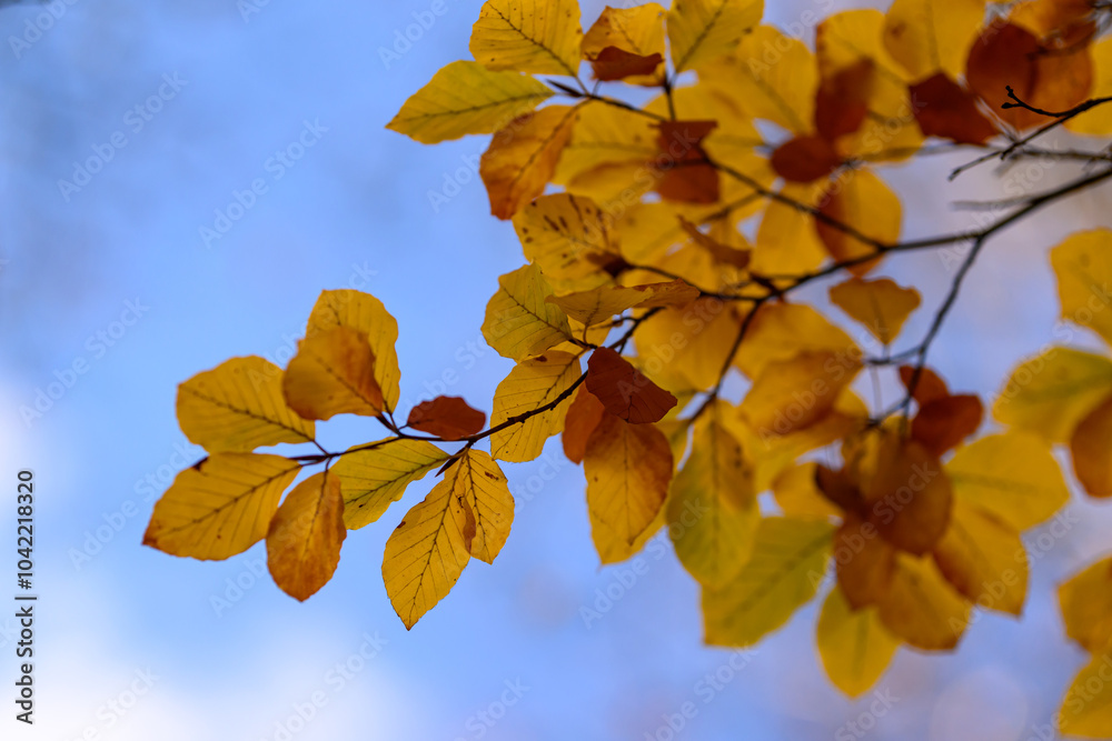 Obraz premium Colorful autumn leaves of trees in the park close-up, colorful background