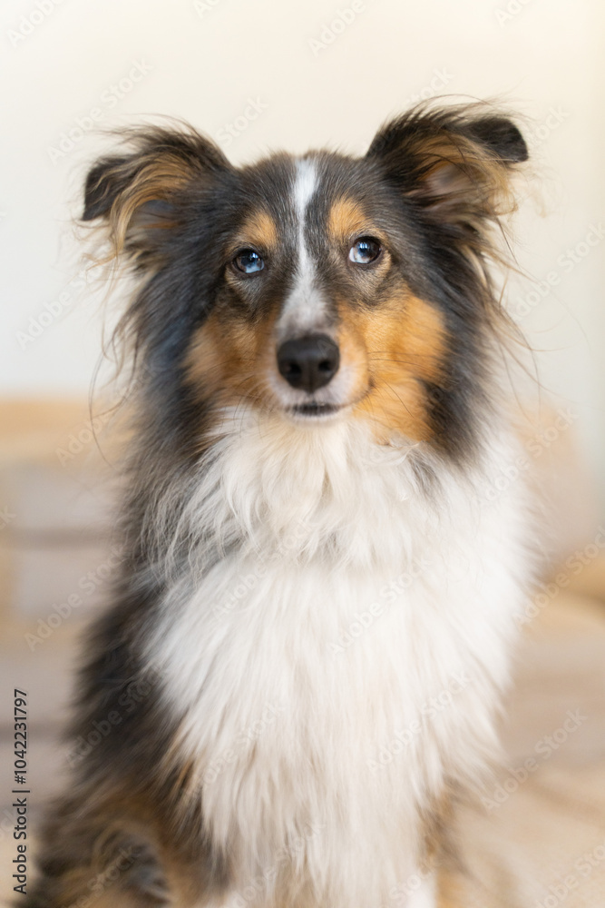 Cute grey brown tricolor dog sheltie in home. Shetland sheepdog indoor Cute grey brown tricolor dog sheltie in home. Shetland sheepdog indoor