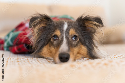 Cute grey brown tricolor dog sheltie covered with a warm checkered blanket in home. Shetland sheepdog indoor