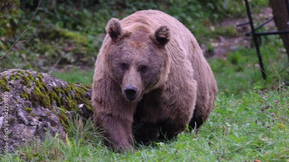 Amazing Powerful Brown Bear living walking in Wood, Wild Nature. Amazing Fur Color. Life in Forest, Home of Dangerous Animals, Freedom, Flora, and Fauna. Wild Free Life Hight in the Mountains. 4K. Amazing Powerful Brown Bear living walking in Wood, Wild Nature. Amazing Fur Color. Life in Forest, Home of Dangerous Animals, Freedom, Flora, and Fauna. Wild Free Life Hight in the Mountains. 4K.