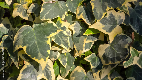 Bild auf Leinwand Vibrant close-up of a lush English Ivy (Hedera helix) plant with variegated leaves in shades of green and yellow, showcasing intricate leaf shapes and textures