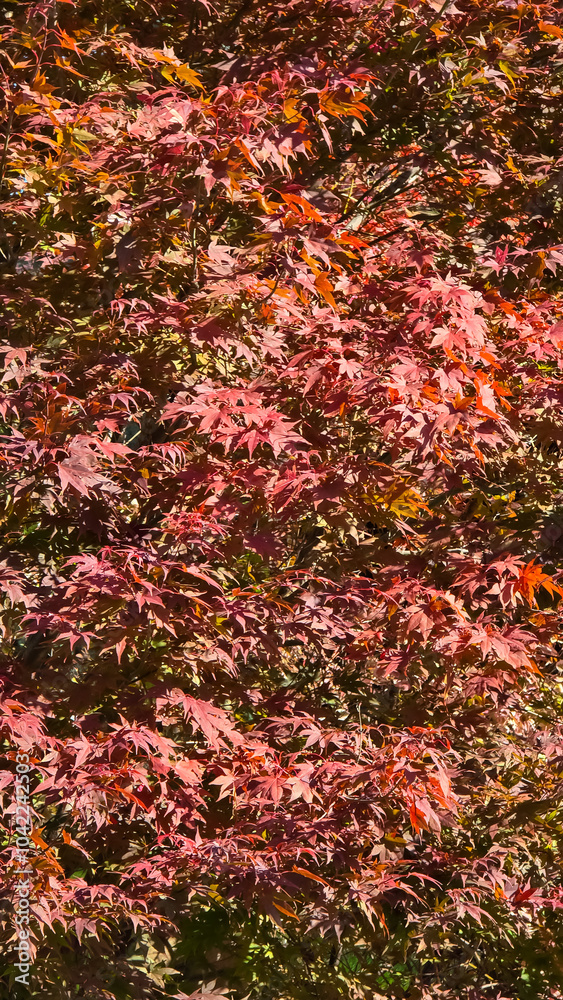 Japanese maple tree with vibrant red and orange foliage. The leaves are delicate and lacy, creating a intricate pattern. The background is blurred, focusing on the leaves. Japanese maple tree with vibrant red and orange foliage. The leaves are delicate and lacy, creating a intricate pattern. The background is blurred, focusing on the leaves.