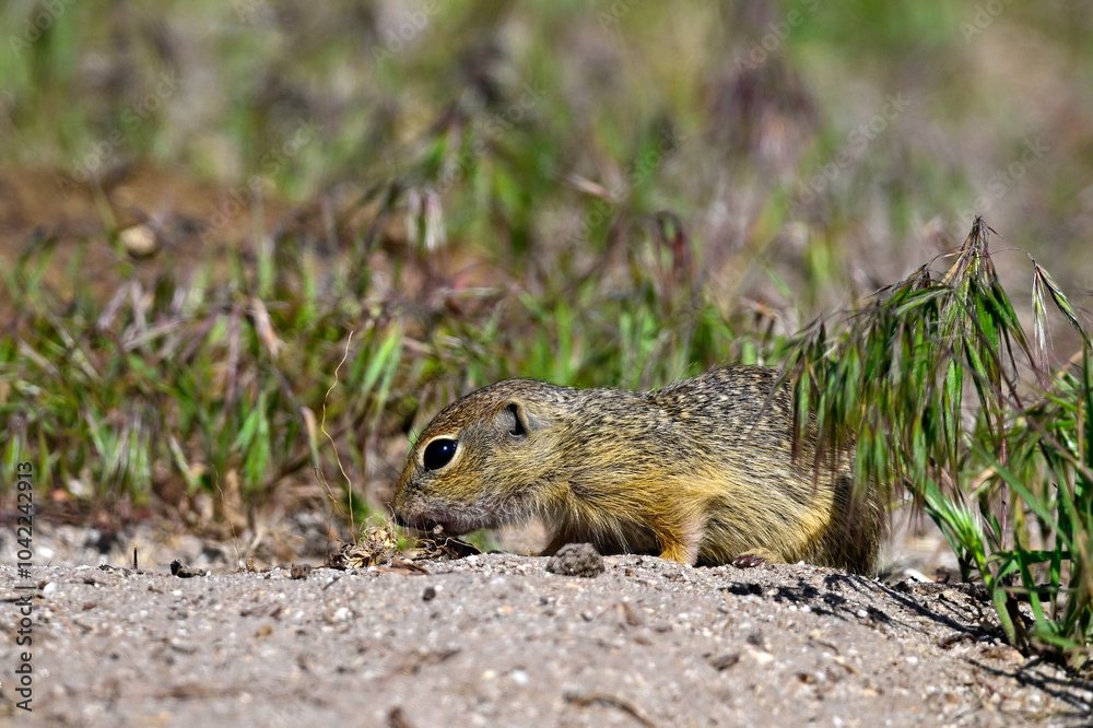 European ground squirrel // Europäischer Ziesel (Spermophilus citellus) European ground squirrel // Europäischer Ziesel (Spermophilus citellus)