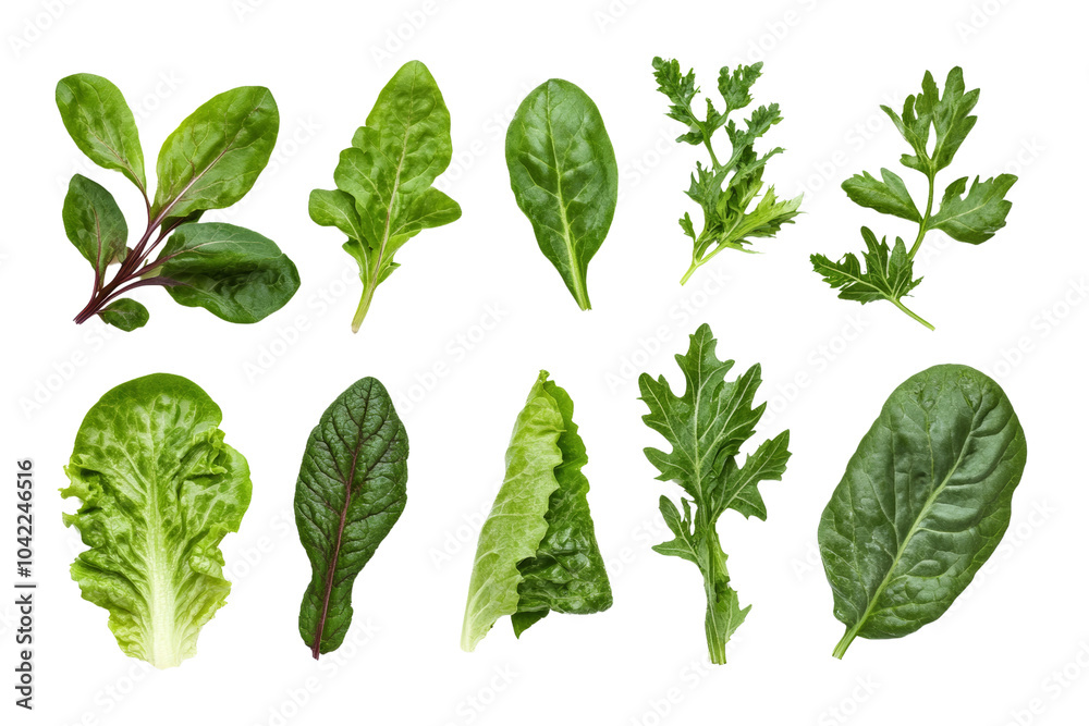 Variety of fresh leafy greens arranged in row , showcasing their vibrant colors and textures,Isolated on transparent background Variety of fresh leafy greens arranged in row , showcasing their vibrant colors and textures,Isolated on transparent background