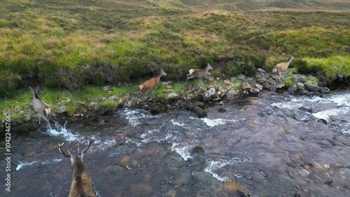 duck deer leading herd doe deers across mountain river scotland agility grace animals drone uk aerial scenic nature landscape exploration outdoor beauty visuals videography filmmaking 