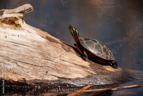 Painted turtle basking in early spring sunshine on a half-submerged log at Horicon National Wildlife Refuge. photo