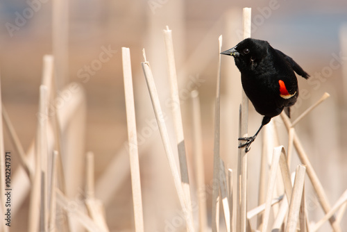 Male Red-winged Blackbird perched carefully on an old cattail during a windy spring morning in the Horicon National Wildlife Refuge, Wisconsin photo