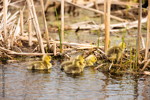 A family of recently hatched Canada goose goslings climbs onshore within the Horicon National Wildlife Refuge, Wisconsin photo