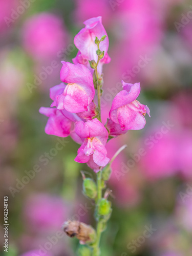 Pink flowers in the garden called Snapdragon or Antirrhinum majus or Bunny rabbits. photo