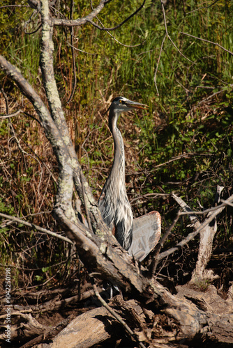 Great Blue Heron standing on a dead submerged shoreline tree in the Wisconsin River, Oneida County, Wisconsin, drying its wings following its recent catch of fish, in the late afternoon May sunshine photo