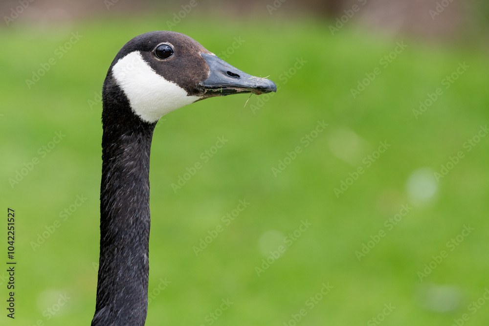 Head shot of a Canada goose (branta canadensis) Head shot of a Canada goose (branta canadensis)