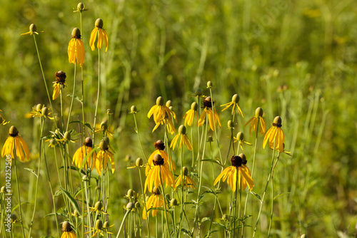 Prairie coneflowers blowing gently in the morning breeze within the Pike Lake Unit, Kettle Moraine State Forest, Hartford, Wisconsin photo