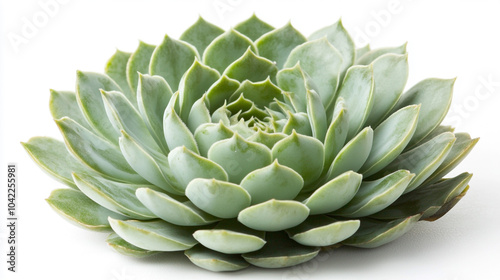 Succulent Plant Green Rosette Desert Flora Houseplant Close Up Isolated Background