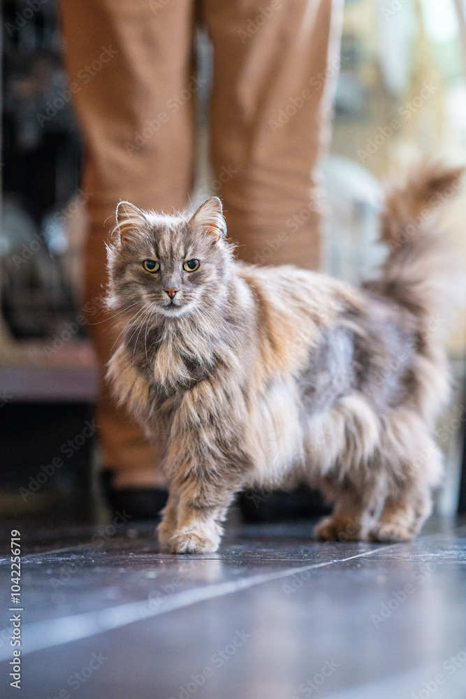 Obraz premium Old grey and furry norwegian forest cat.