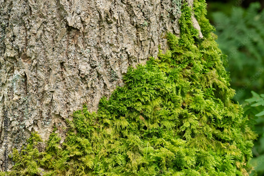Detailed view of moss on a tree. Detailed view of moss on a tree.