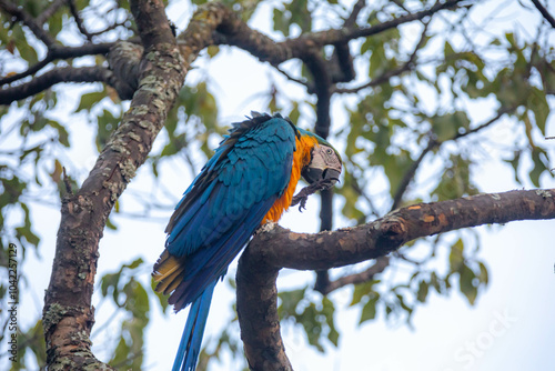 Wild tropical Brazilian Blue and Yellow Macaw. Blue and Yellow Macaw (Ara ararauna)  photo