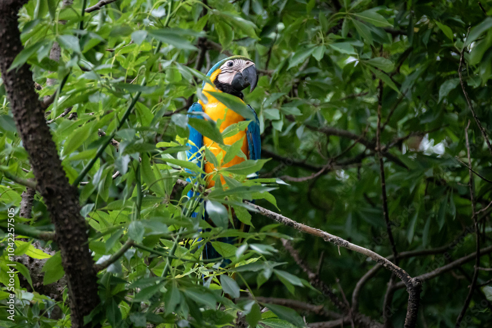 Obraz premium Wild tropical Brazilian Blue and Yellow Macaw. Blue and Yellow Macaw (Ara ararauna) 