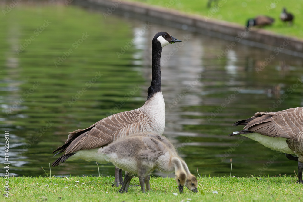 Fototapeta premium Close up of a Canada goose (branta canadensis) with goslings by the waters edge