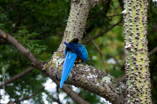 Wild tropical Brazilian Blue and Yellow Macaw. Blue and Yellow Macaw (Ara ararauna)  photo