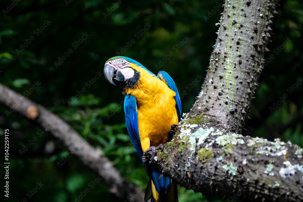 Obraz premium Wild tropical Brazilian Blue and Yellow Macaw. Blue and Yellow Macaw (Ara ararauna) 