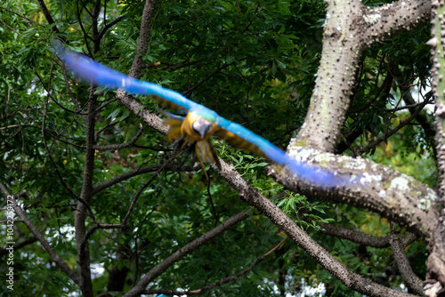 Wild tropical Brazilian Blue and Yellow Macaw. Blue and Yellow Macaw (Ara ararauna)  photo