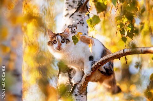 cute cat sitting on tree with golden foliage in autumn garden