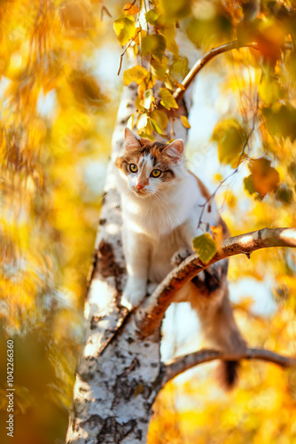 cute cat sitting on tree with golden foliage in autumn garden