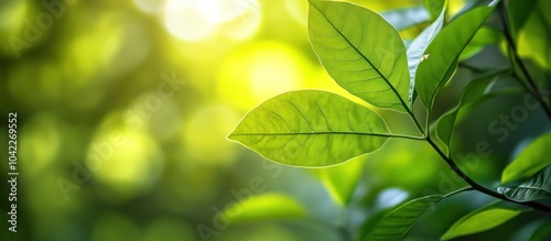 Close up shot of green leaves illuminated by sunlight.