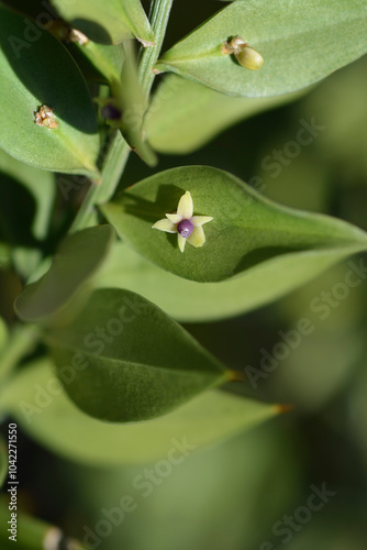 Obraz na plátně Spiny butchers broom leaves and small flower