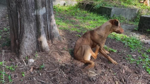 Brown stray dog scratching itself under a large tree in a small park during the daytime in Kamenovo, Montenegro, with surrounding greenery and natural environment photo