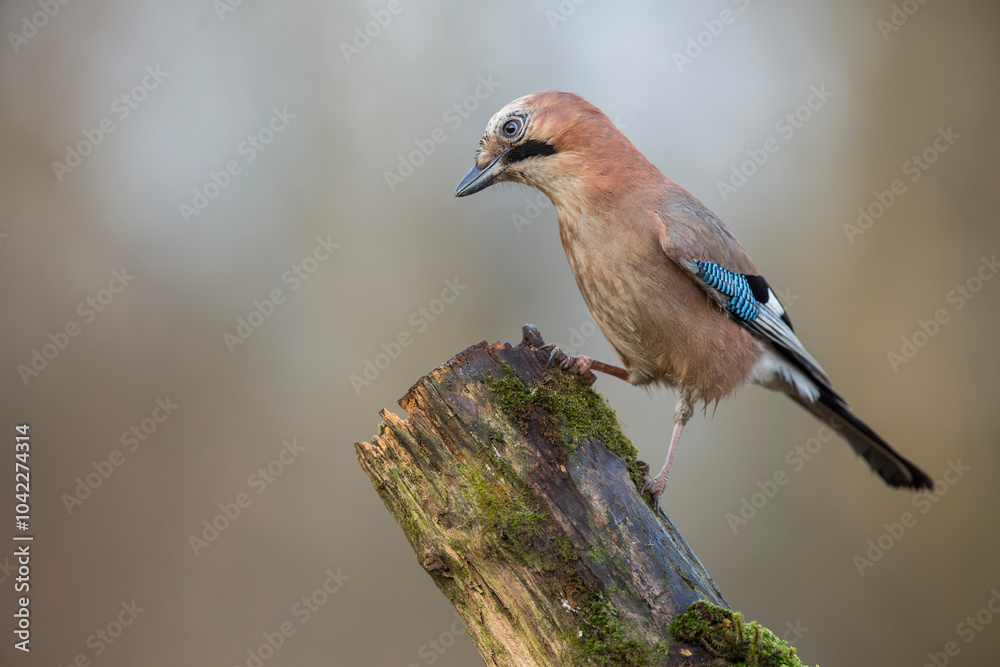 Sójka zwyczajna, Garrulus glandarius Sójka zwyczajna, Garrulus glandarius