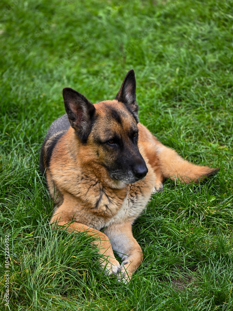 German Shepherd dog, with a classic black and tan coat, lies peacefully on a lush green lawn. Its alert ears and calm demeanor convey a sense of intelligence and loyalty. German Shepherd dog, with a classic black and tan coat, lies peacefully on a lush green lawn. Its alert ears and calm demeanor convey a sense of intelligence and loyalty.