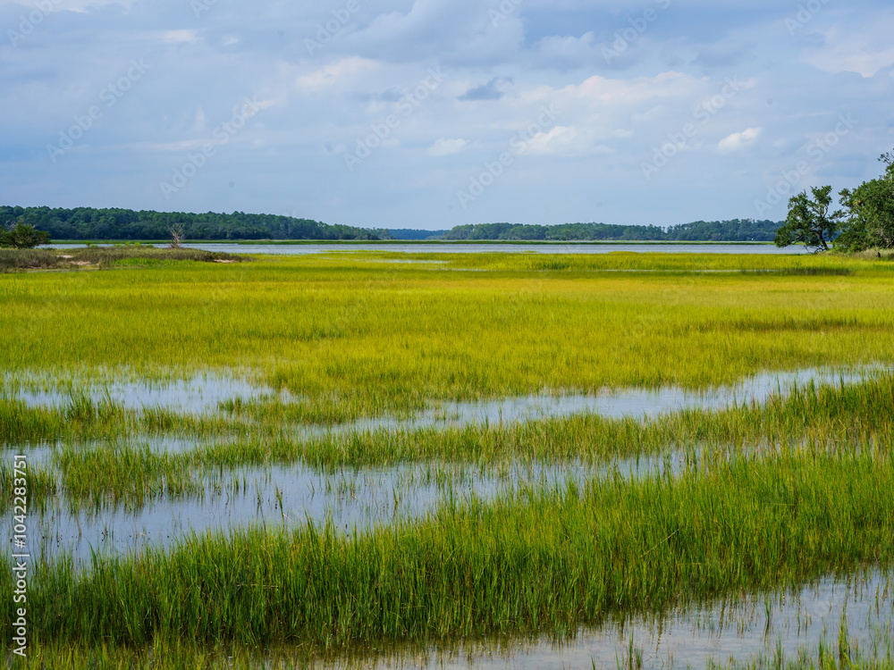 Fototapeta premium Low Country Marsh