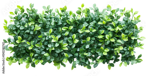 Garden boxwood hedge wall, green leaves background isolated on a transparent background cutout, PNG file 