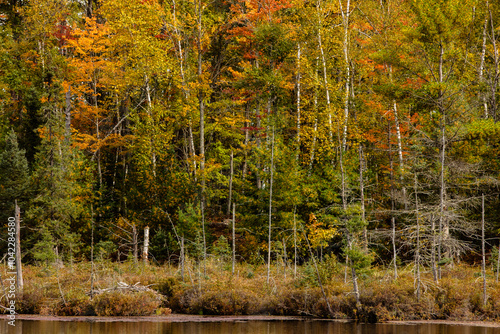 Autumn colors along the shoreline of a small bog lake near Conover in Vilas County, Wisconsin photo