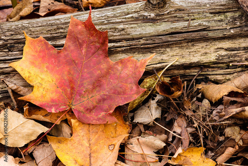 A single, partially red and yellow Sugar Maple leaf came to rest against an old log on the autumn forest floor within the Pike Lake Unit, Kettle Moraine State Forest, Wisconsin