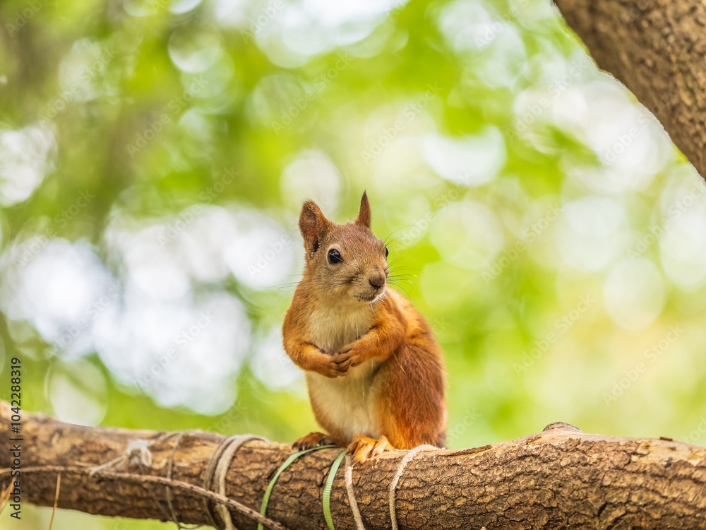 Squirrel sits on a branch in Autumn park Squirrel sits on a branch in Autumn park