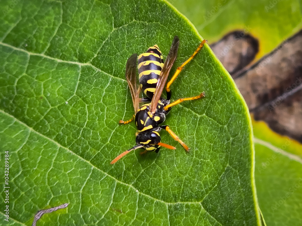Fototapeta premium Close-up on a European paper wasp (Polistes dominula) resting on a leaf.