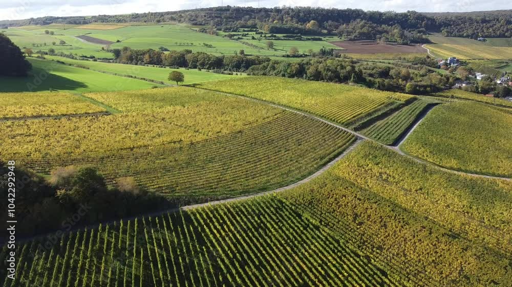 Aerial view on terraced vineyards, harvest in October above Nittel, Rhineland-Palatinate, Germany with views across the Moselle River and the vineyard hills of Luxembourg near Grevenmacher, wine route Aerial view on terraced vineyards, harvest in October above Nittel, Rhineland-Palatinate, Germany with views across the Moselle River and the vineyard hills of Luxembourg near Grevenmacher, wine route